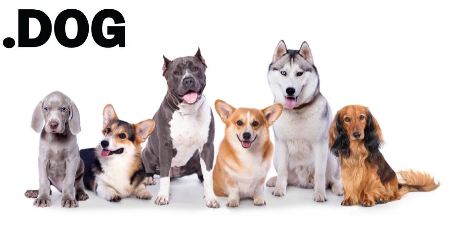 dot-dog-domain