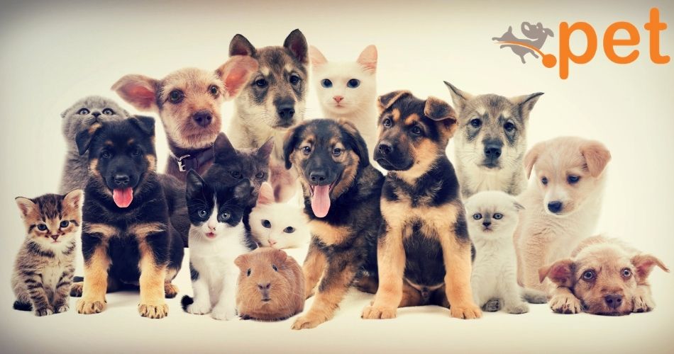 dot-pet-domain