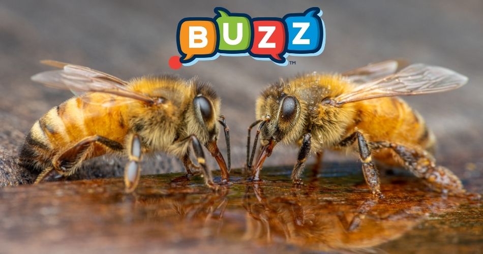 dot-buzz-domain